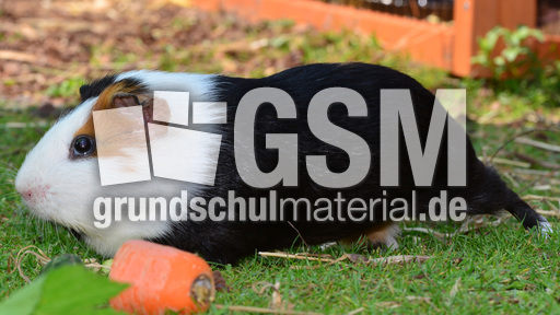 Meerschweinchen (13).jpg